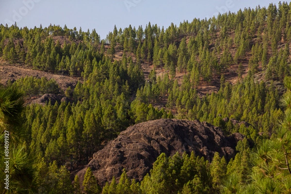 Fototapeta Paisaje de pinar en la cumbre de la isla de Gran Canaria, España