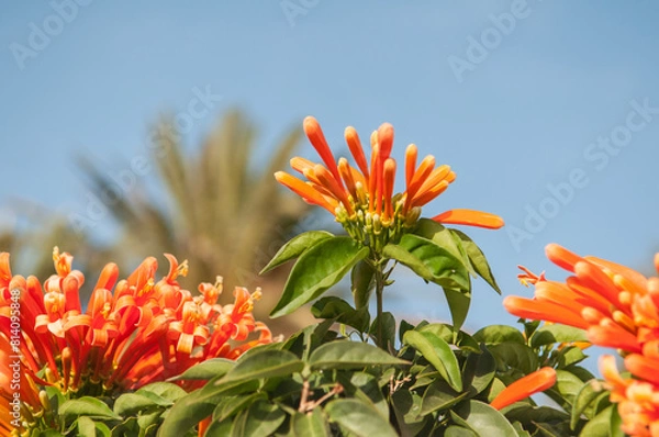 Obraz Flore Canarienne