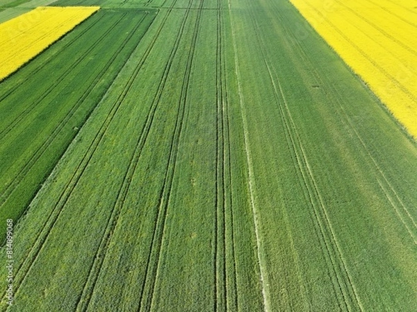 Fototapeta Kwitnący wiosną rzepak podczas bezchmurnego i słonecznego dnia, żółty kwitnący rzepak, rzepak, kwiat rzepaku, pola rzepaku wiosną, kwitnący rzepak na polach uprawnych wiosną
