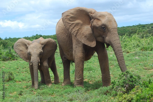 Obraz African elephants