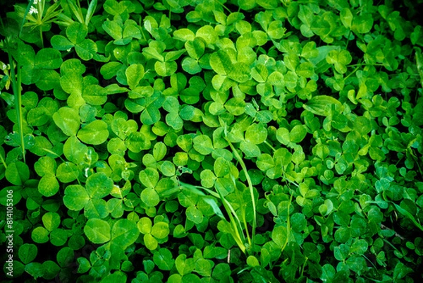 Obraz Kleeblatt Wiese im Wald