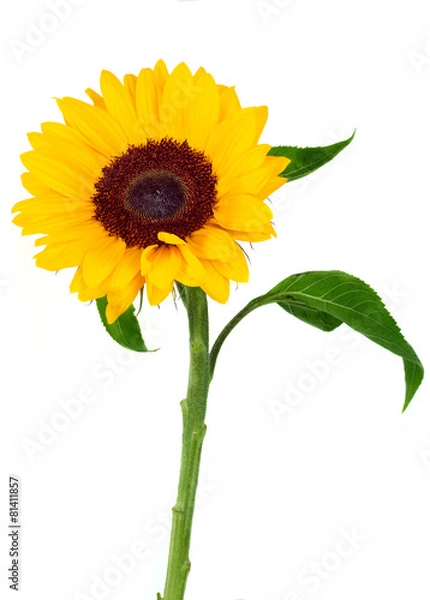 Fototapeta sunflower