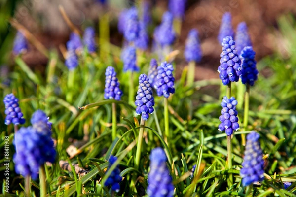 Fototapeta Traubenhyazinthen