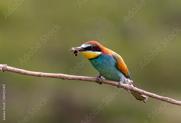 Obraz European Bee-eater, Merops apiaster, Merops