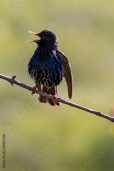 Obraz Common starling on branch, songbird