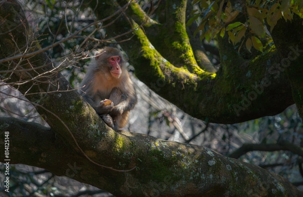 Fototapeta Monkey in A Tree