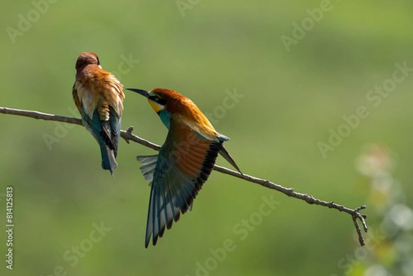 Obraz European Bee-eater, Merops apiaster, Merops