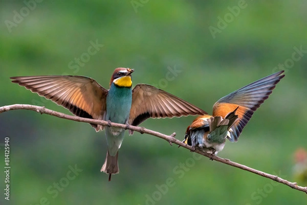 Obraz European Bee-eater, Merops apiaster, Merops