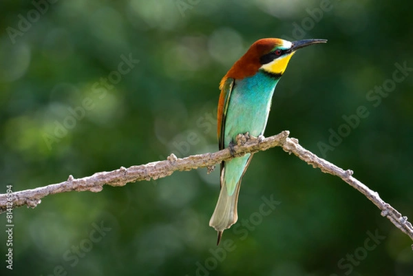 Obraz European Bee-eater, Merops apiaster, Merops
