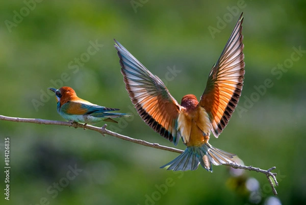 Obraz European Bee-eater, Merops apiaster, Merops
