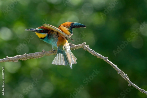 Obraz European Bee-eater, Merops apiaster, Merops