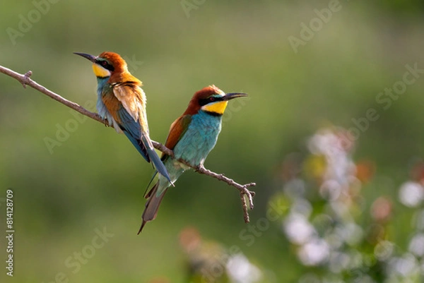 Obraz European Bee-eater, Merops apiaster, Merops