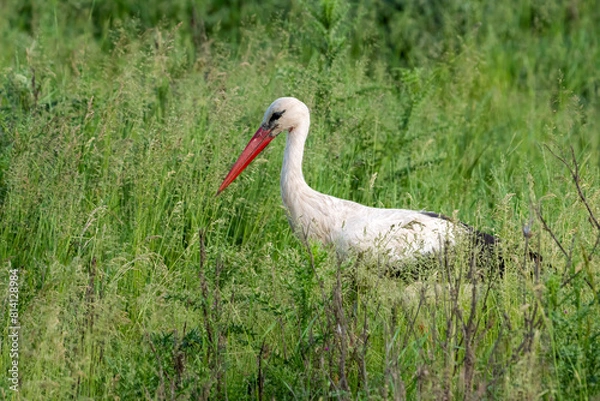 Obraz Beautiful white stork in grass