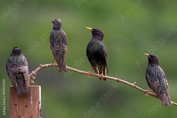 Obraz Common starling on branch, songbird
