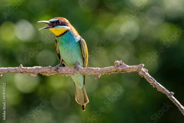 Obraz European Bee-eater, Merops apiaster, Merops