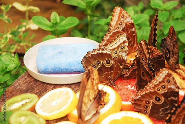 Fototapeta Morpho peleides and caligo memnon butterflies drink juice from fruits: banana, kiwi, grapefruit and orange. Next to it is a wet sponge with water. Nutrition, food and diet.  Butterfly house.