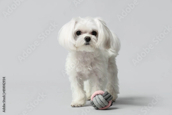 Fototapeta Cute Bolognese dog and ball on white background