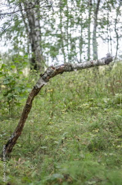 Fototapeta old rotten tree in the forest with moss and green foliage in summer