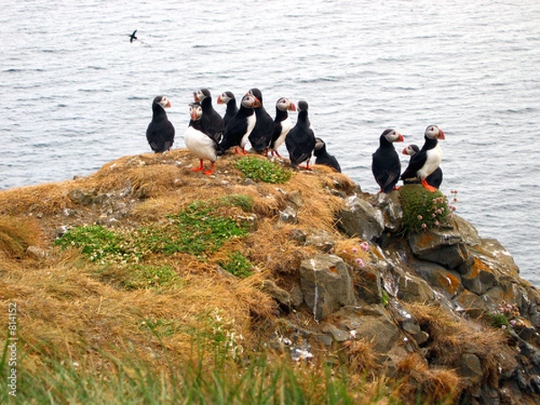 Fototapeta papageientaucher