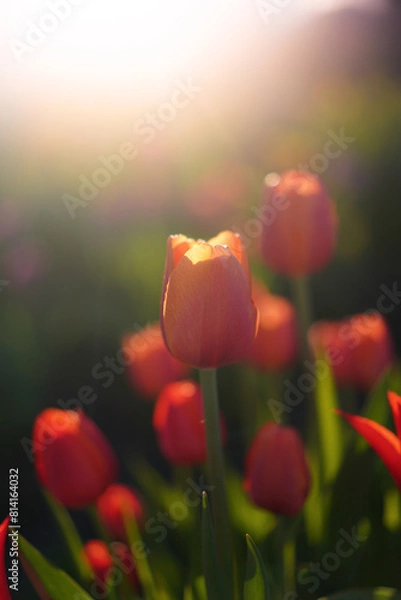 Obraz tulips at sunset 