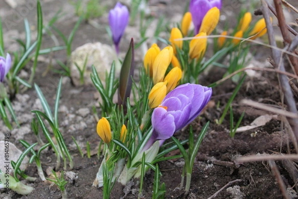 Obraz crocuses are yellow and lilac in the garden in spring