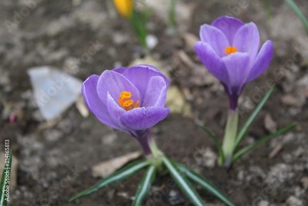 Obraz crocuses are yellow and lilac in the garden in spring