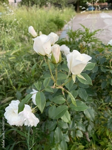 Fototapeta Rosa thea 
