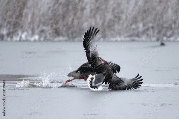 Fototapeta Two greylag geese land and struggle on a frozen sea ice and almost tumble on to each other with snow covered reeds on the background.