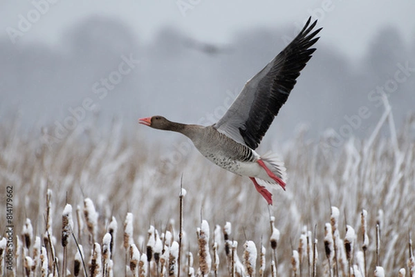 Fototapeta Greylag goose take-off above snow topped reeds after late April heavy snowfall in Helsinki, Finland in coldest blackberry winter in decades.