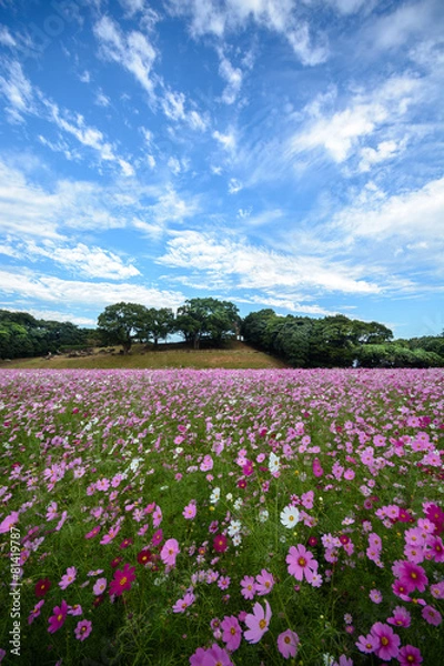 Fototapeta コスモス畑＠佐世保市展海峰