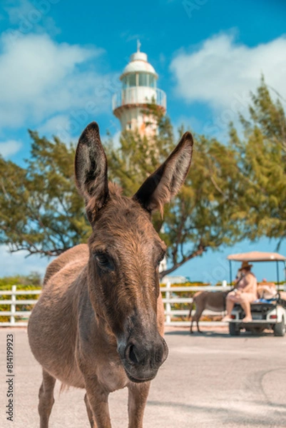 Fototapeta Grand Turk Lighthouse in Turks and Caicos - donkey posing during an excursion while on a Caribbean cruise