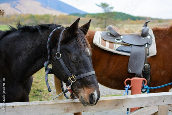 Fototapeta 馬のポートレート