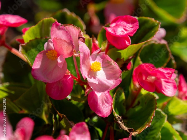 Fototapeta 鮮やかな赤色のベゴニア