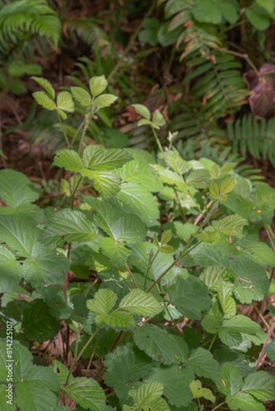 Obraz Sawtooth blackberry (Rubus argutus)