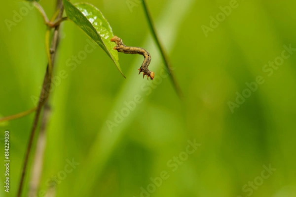 Fototapeta 葉を渡り歩くシャクトリムシ