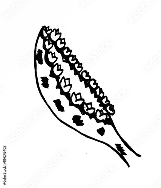 Fototapeta Analog illustration of the Mother of Thousands leaf. Sketch of the leaf of the kalanchoe daigremontiana plant. Manual drawing of the flowering of bryophyllum daigremontiana.