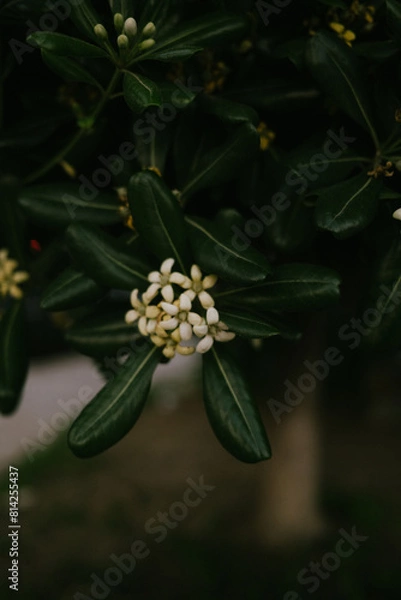 Obraz white flower on the tree