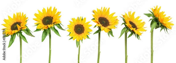Obraz Słoneczniki