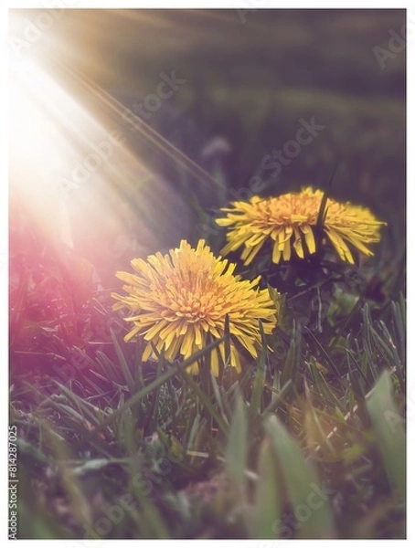 Obraz Light leaks on Dandelions 