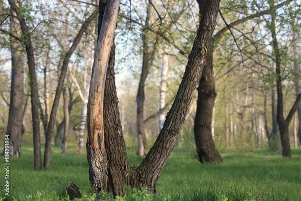 Obraz trees in the woods