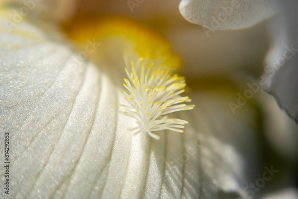 Obraz Inside an Iris Flower