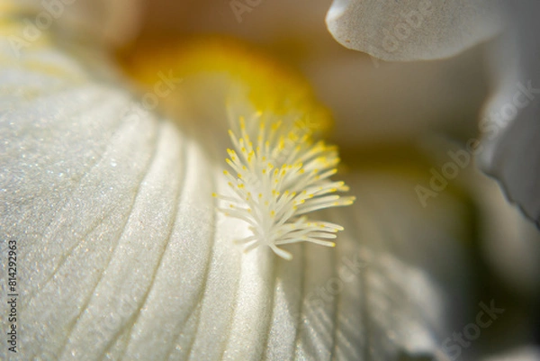 Obraz Inside an Iris Flower