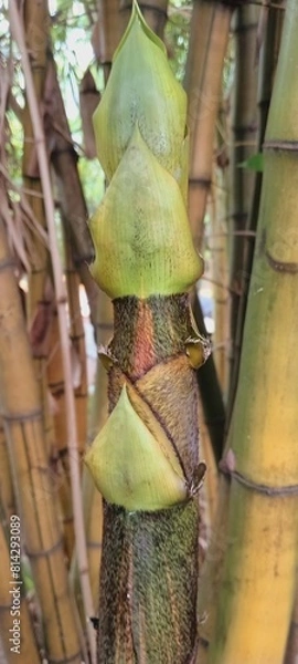 Obraz Brotes de bamboo