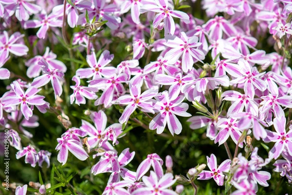 Obraz An array of Flox