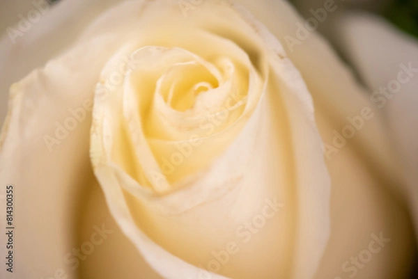 Obraz White Rose