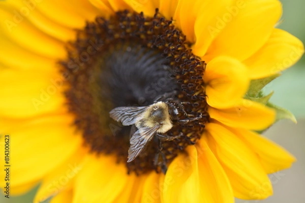 Obraz Bee walking on a sunflower
