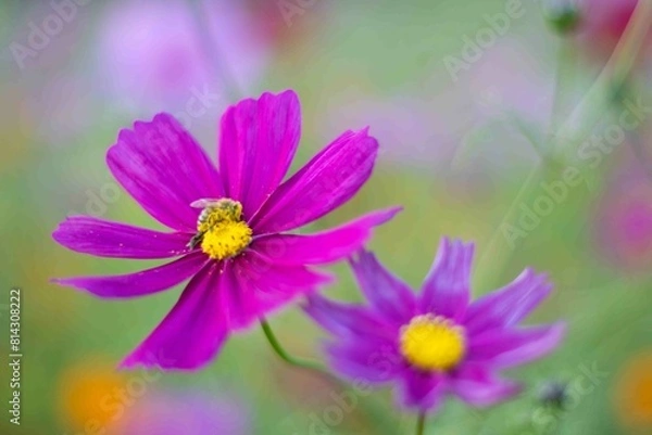 Obraz 秋の日差しを浴びて輝く紫のコスモス