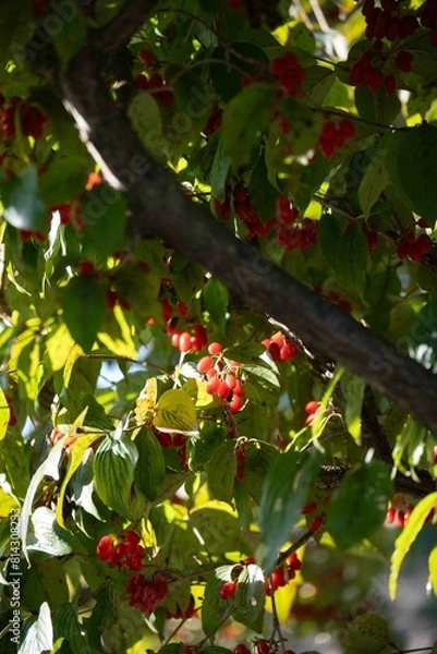 Obraz グミの木の実　（サンシュユ）