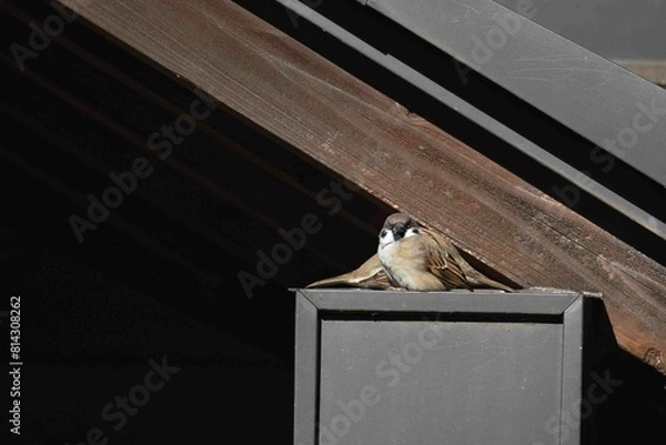 Obraz 巣作りをするすずめ