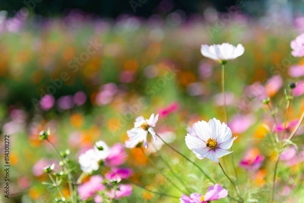 Obraz 色とりどりのコスモス畑